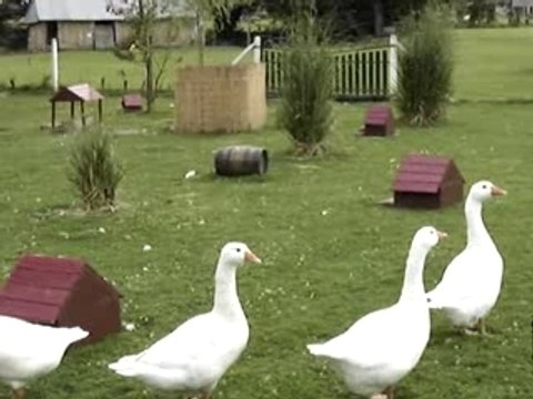 Oies de Bosc-Bénard-Crescy (27310)