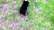 Cat Meets Puppy ★ Cats Meeting Puppies For First Time (HD) [Funny Pets]