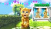Bingo Dog Song  | Funny Cat Talking Ginger | Kids song - Nursery Rhymes