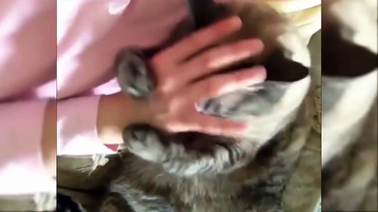Funny #Cat Wants Hug