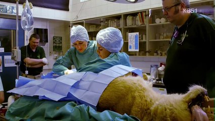 동물의 세계 20161011