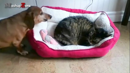 Best Of Funny Cats Stealing Dog Beds Compilation || NEW HD