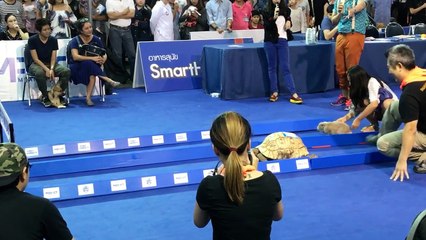 « Le Lièvre et la Tortue » des fables de La Fontaine en course réelle !