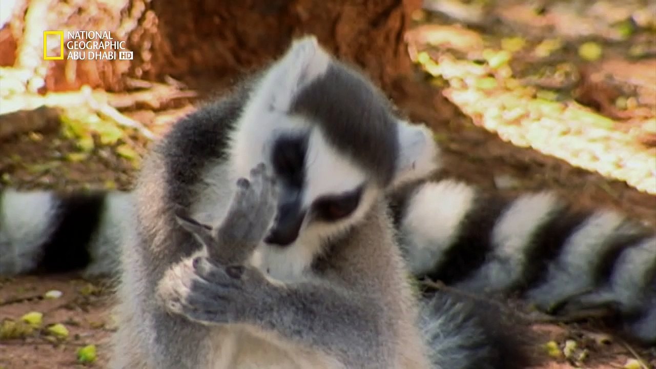9erdmadagascar
