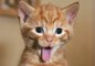 Compilation de chats n°1 | A mourir de rire | Funny Cats Compilation