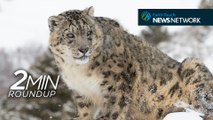 Singing spiders, new shark species & a snow leopard sighting