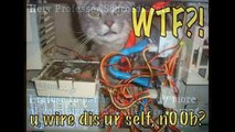 Compilation de photos de chats marrantes