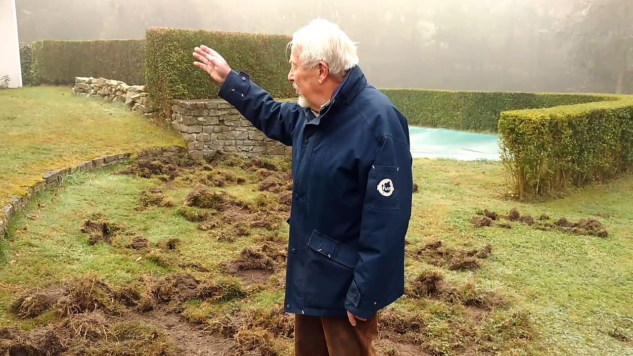 Un sanglier saccage son jardin à Namur