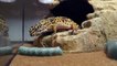 Leopard Gecko VS Horn Worm