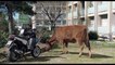The Cow / La Vache (2016) - Trailer (English Subs)