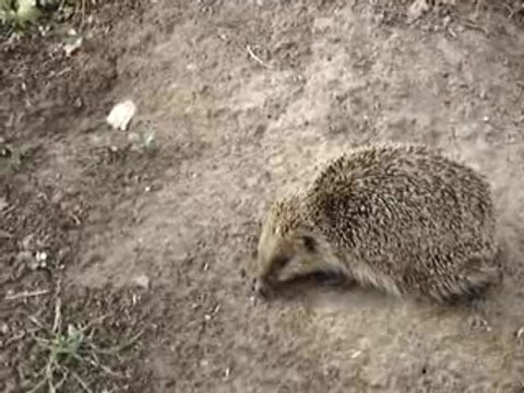 Herisson de Bosc-Bénard-Crescy (27310)