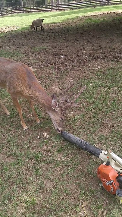 Souffleur de feuilles VS Cerf