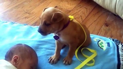 La vidéo de ce chiot qui lutte contre le sommeil va vous émouvoir !
