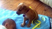 La vidéo de ce chiot qui lutte contre le sommeil va vous émouvoir !