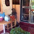 En Thaïlande, un varan de 2 mètres s’installe à la porte d’une maison sans que les habitants n’arrivent à le déloger..