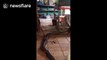 Australian man films two snakes battling it out in his kitchen