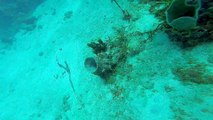 vidéo d'une raie en plongée à Deshaies Guadeloupe