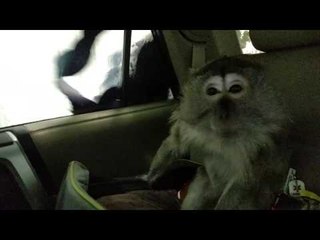 Monkey and a Marmoset Having a Playdate