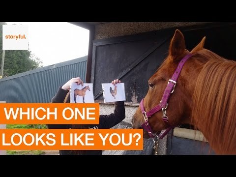 Trainer Teaches Horse to Recognize His Own Picture