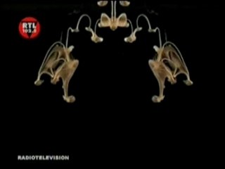 CAMILLE JONES - THE CREEPS