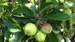 Berba jabuka završena na 70 odsto površina u okrugu Bor i opštini Negotin, 11 oktobar 2016. (RTV Bor)