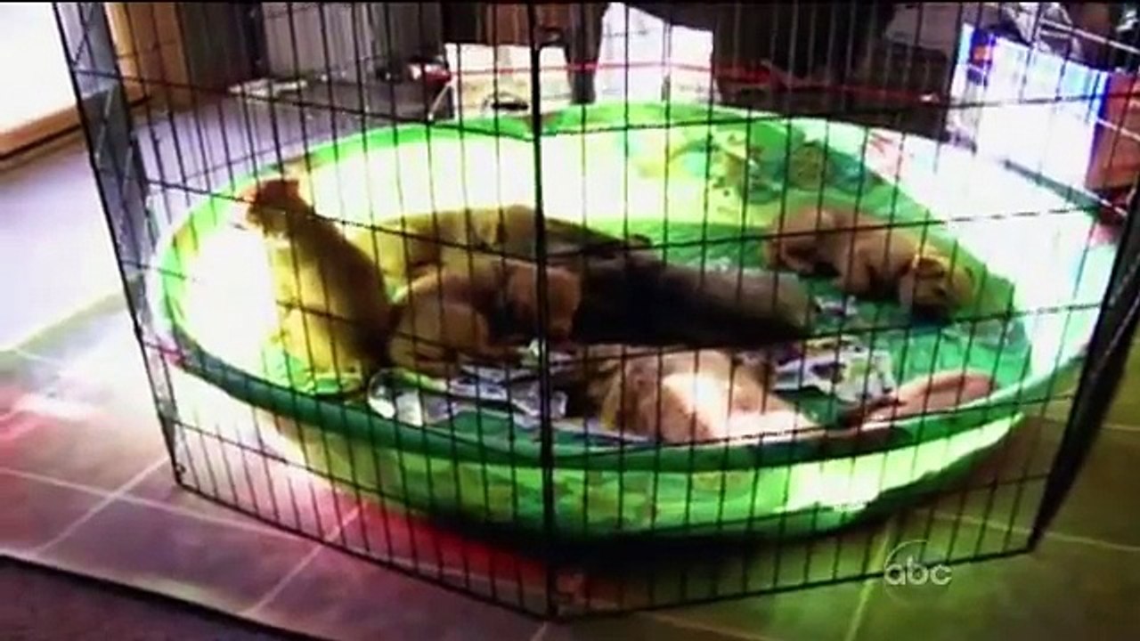 Cute Dogs (Americas Funniest Home Videos / AFV)