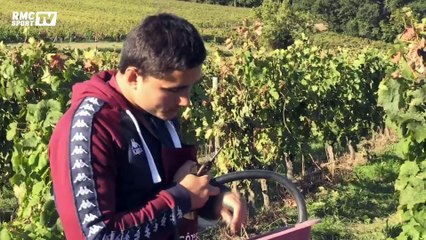 Top 14 - Bordeaux-Bègles fait les vendanges