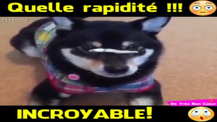 Le chien le plus rapide que vous verrez aujourd'hui