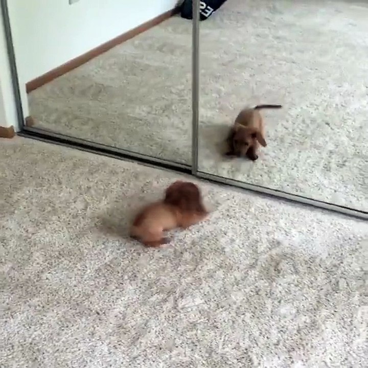 Un chiot se régale devant la glace