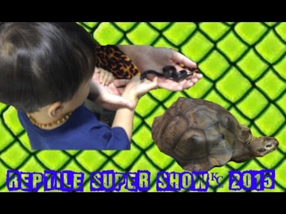 REPTILE SUPER SHOW 2015 (pt3/4)| Snakes Skinks Lizards Giant Tortoise Liam and Taylor's Corner