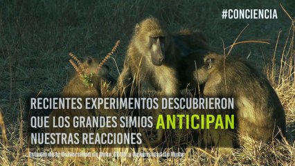 Experimento revela que los grandes primates pueden ‘leer’ la mente humana