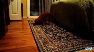 Dogs Throwing Tantrums Compilation