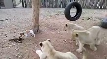 Lions Cubs vs Little dog fight over food