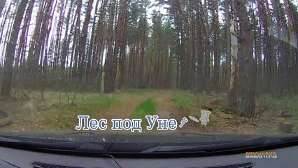 Весенний лес