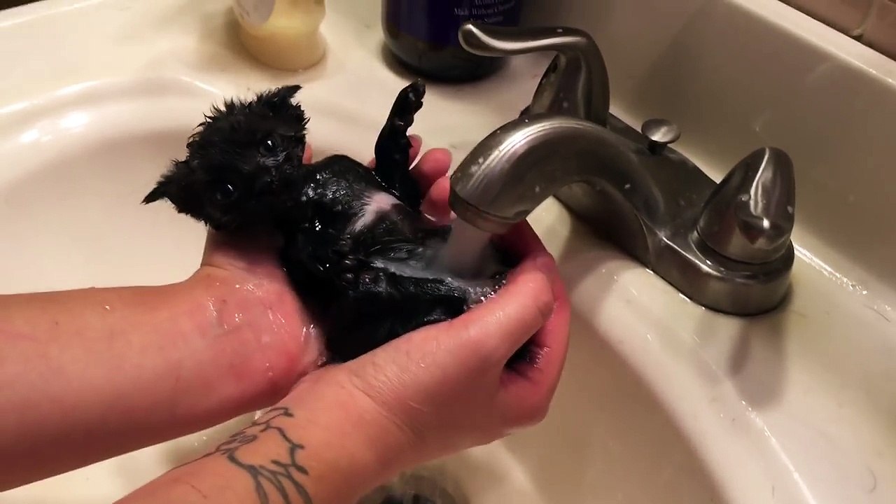 Cette petite chatte adoptée est au septième ciel lorsque sa maîtresse lui donne un bain très relaxant.