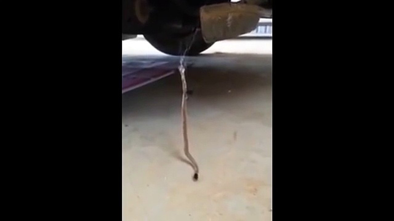 Snake Vs spider!