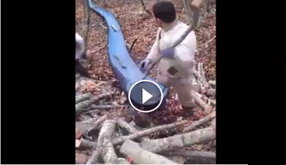 woodcuter collecting wood technique