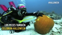 Entre calabazas y candidatos presidenciales, así se vive Halloween bajo el mar