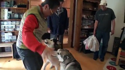 Wolfie the Husky meets Human Mum again after 2 YEARS!