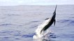 Incredible Blue Marlin Slow-Mo Footage in Costa Rica