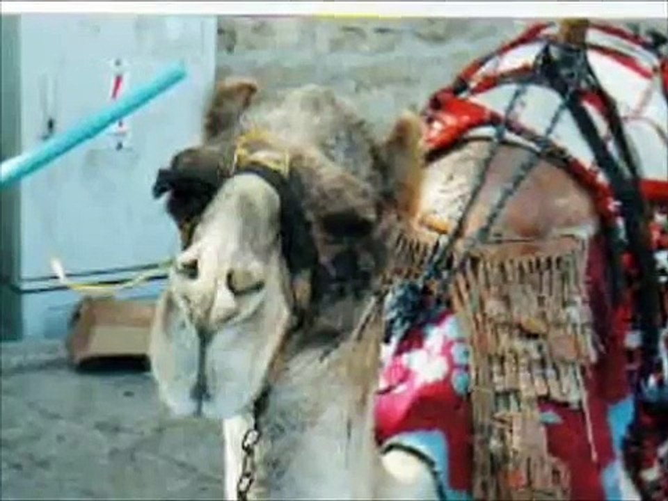 Camel Song