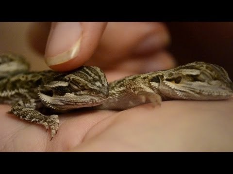 Adorable Lizards Can't Keep Their Eyes Open