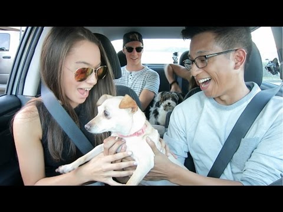 Uber Driver Surprises Passengers With Puppies