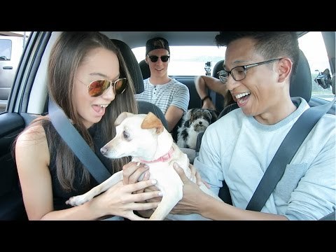 Uber Driver Surprises Passengers With Puppies