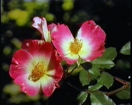 Les inventions de la vie 28 : Fais-moi une fleur