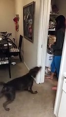 It's Like This Dog Thinks He Has To Put On A Show To Eat