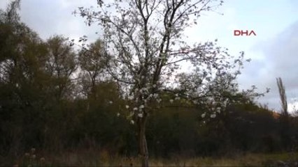 Ardahan - Posof'ta Elma Ağacı Çiçek Açtı
