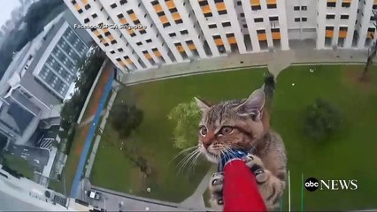 [SG-Clips] (Amazing Kitten Rescue Time-Lapse Video)