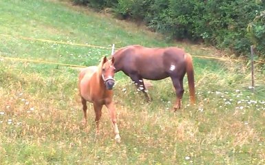 [horsegirlship 1] Pedro, Komm 2015