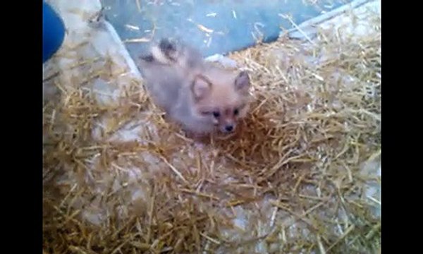 Chiots spitz nés le 9 Aout